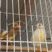 یک جفت قناری نروماده
