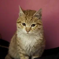 بچه گربه ی نارنجی