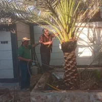 بریدن نخل قطع نخل حرس نخل سمپاشی در آوردن ریش نخل|خدمات باغبانی و درختکاری|اهواز, نادری|دیوار