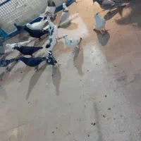 کبوتر پلاکی و دورگ
