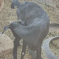 حیوانات مزرعه گاو گوسفند بز|حیوانات مزرعه|زابل, |دیوار