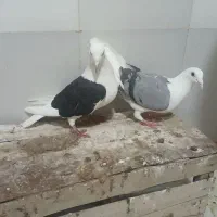 پشتی|پرنده|شیراز, جرسقان|دیوار