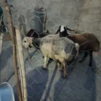 میش جوان