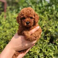 پامر/پودل/شیتزو/ژرمن /چاوچاو