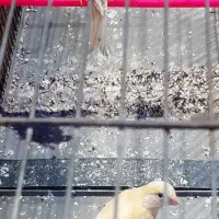 پرنده|پرنده|زابل, |دیوار