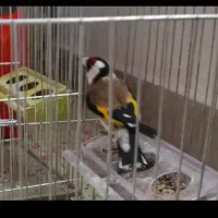 سهره خلخال بخون.