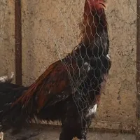 مرغ خروس لاری جوجه مرغ خروس لاری|حیوانات مزرعه|کرج, ملارد|دیوار