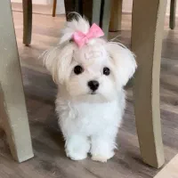 مربی سگ / آموزش سگ / تربیت سگ|خدمات آموزشی|لاهیجان, کوی خزر|دیوار