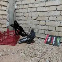 شوش|پرنده|کرخه, |دیوار