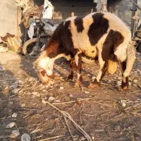 گوسفندقوچ پلنگی اصل|حیوانات مزرعه|سرخنکلاته, |دیوار