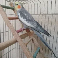 عروس هلندی نر دستی و سخنگو آماده جفت گیری