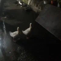 اردک بگبگی|پرنده|نوشهر, |دیوار