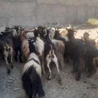 فروش ۴۰ راس بز ترکی آبستن و میش