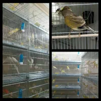 قناری رشت خرید مستقیم از سالن پرورش