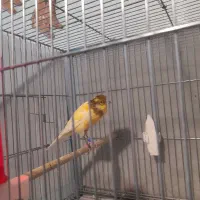 قناری نر سوپری