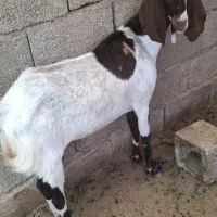 بز دوقلو زا پاکستانی