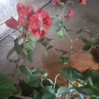گل کاغذی  بومی ارژانتینن
