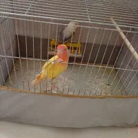 جفت طوطی برزیلی رنگ خاص