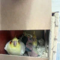 عروس هلندی نر و ماده مولد با جوجه
