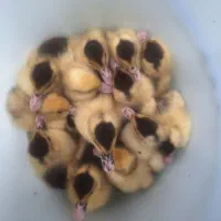 جوجه اردک اسراییلی