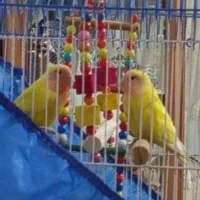 یک جفت کوتوله برزیلی مناسب دستی کردن