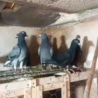 جوجه پلاکی فسا