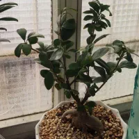 بنسای|گل و گیاه طبیعی|تهران, سلیمانی|دیوار