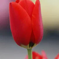خدمات کار منزل