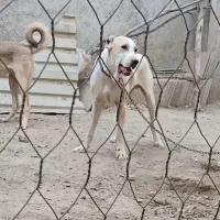 سگ نگهبان، افغان آلابای|سگ|شهریار, شهریار|دیوار