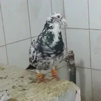 کفتر سرخ کرمونی سار قلدر ساده زرد