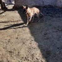 سگ مالینویز