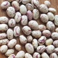 لوبیا جیتی دشتروم یاسوج تازه برداشت و بوجاری شده