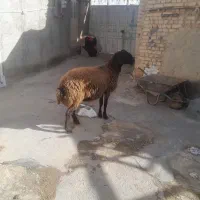 بره قوچ شال