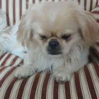 سگ پیکنز نر|سگ|قزوین, |دیوار