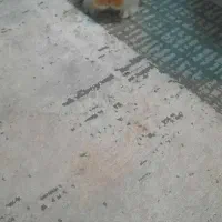 خرگوش نژاد لوپ دورنگ یک نر یک ماده