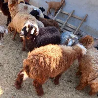 بره نر گوساله ماده هلشتاین|حیوانات مزرعه|بندر ماهشهر, |دیوار