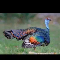 نیازمند قصاب ماهر هستیم