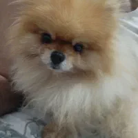 پامر خرسی اصیل نر وارداتی