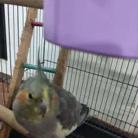 عروس هلندی ماده باقفس|پرنده|اهواز, فولادشهر|دیوار