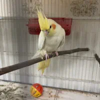 جفت عروس روی تخم