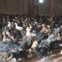 جوجه مرغ و خروس محلی پاسیاه