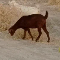 بزغاله نر و ماده