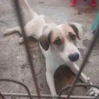 سگ گم شده|حیوانات|رشت, پارک شهر|دیوار