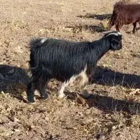 بز  توشتیر   بزغاله  گوسفند  بره میش|حیوانات مزرعه|کرمانشاه, |دیوار