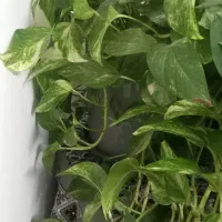 گل طبیعی پتوس جفت معاوضه با ظرف|گل و گیاه طبیعی|کرمانشاه, |دیوار