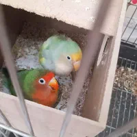 طوطی برزیلی