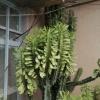 افوربیا عمده و تکی|گل و گیاه طبیعی|شاهرود, |دیوار