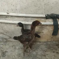 جوجه لاری وخروس لاری
