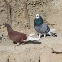 کبوترای. اصیل قیمت تو متن نوشتم بخانید