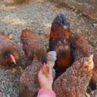 تخم نطفه دار مرغ ویاندوت بلورد جی اس جی وارداتی